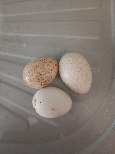 Volkswagen: Məhsul: Amerika Bronz Hindushka yumurtasi — 3