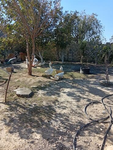 sort qazlar: Ağ qazlar dəsti - Növ: ev təsərrüfatı üçün ağ qazlar - Say: fotolarda — 3