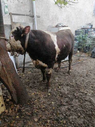 Gəmiricilər: Super kökdü başqa danalarda varımdı cəkisi 550 560 kilo olar — 3