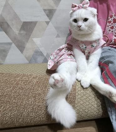 heyvan sekilleri: Scotish fold 250man.a alinib 8ayliqdir bütün esyalariyla birgə — 6