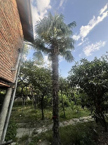 drelər: Trachycarpus fortunei (Himalay fan xurması) – həyət, bağ və landşaft — 4