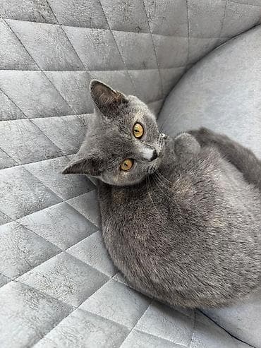 ilan oyuncaq: Britan, Dişi, Yaxşı əllərə, Ünvandan götürmə — 1