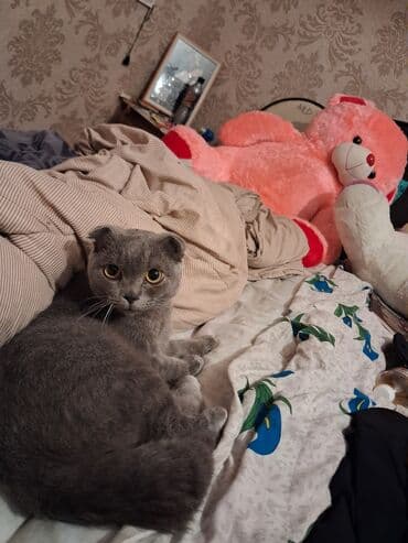 şotland pişiyi ağ: Şotland yastı qulaq — 4