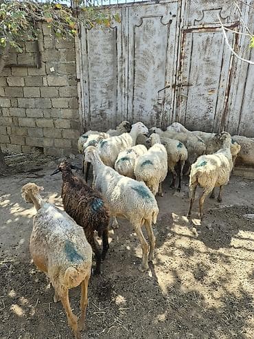 dişi quzu: Qoyun sürüsü satılır - Növ: yerli qarabaş/qoyun mixi (ağ və tünd — 5
