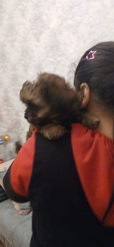 balaca itlərin qiyməti: Məhsul: Yavru itlər (iki bala) Təsvir: - Cins: Kiçik ölçülü, uzun — 6