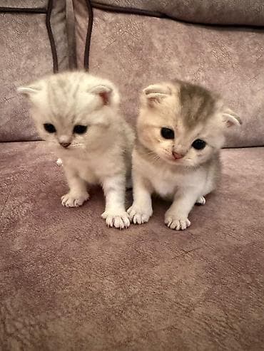 Digər heyvanlar: Şotland yastı qulaq — 4