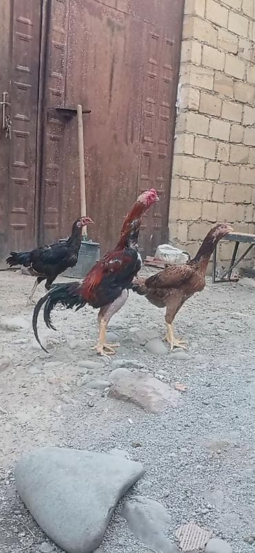 at satiram: Toyuq, Damazlıq — 1