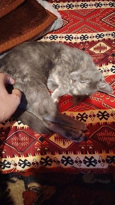 pişik balası: Dişi — 3