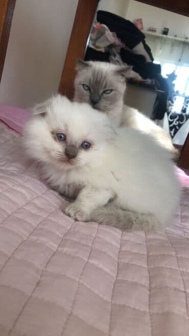 шотландский вислоухий котенок баку: Шотладская вислоухая, Самка — 2