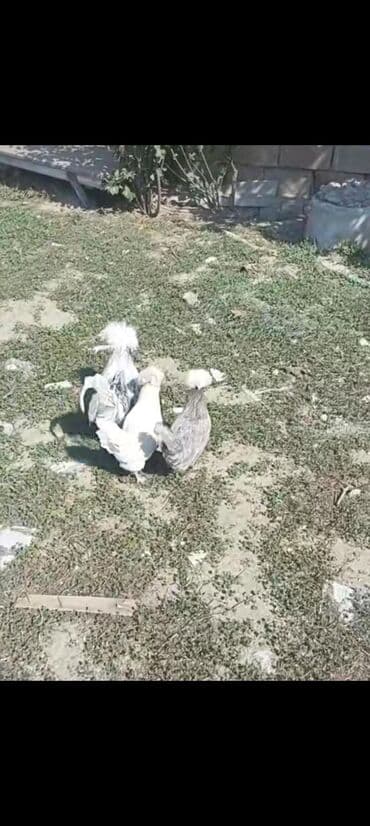 lohman braun toyuqlari: Toyuq, Damazlıq — 1