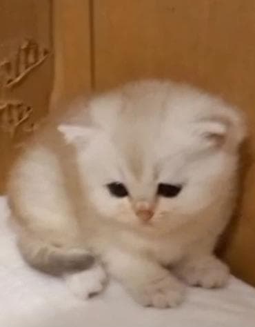 Şinşilla, Dişi, Yaxşı əllərə, Ünvandan götürmə