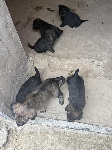 it bazari 2019: Zvonok, 1 ay, Erkek, Peyvəndli — 2