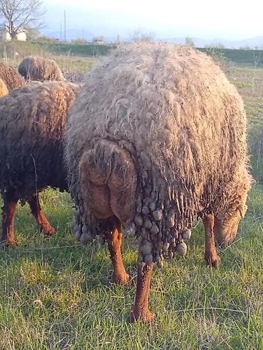 dana xacmaz: Qoyunlar – ət, süd və yun üçün - Cins: yerli quyruqlu (yağlı quyruq) — 3