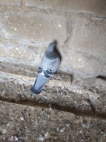 домики для собак: Mayadırlar — 4