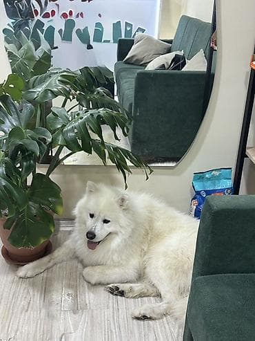 İtlər: Samoyed, Erkək — 3