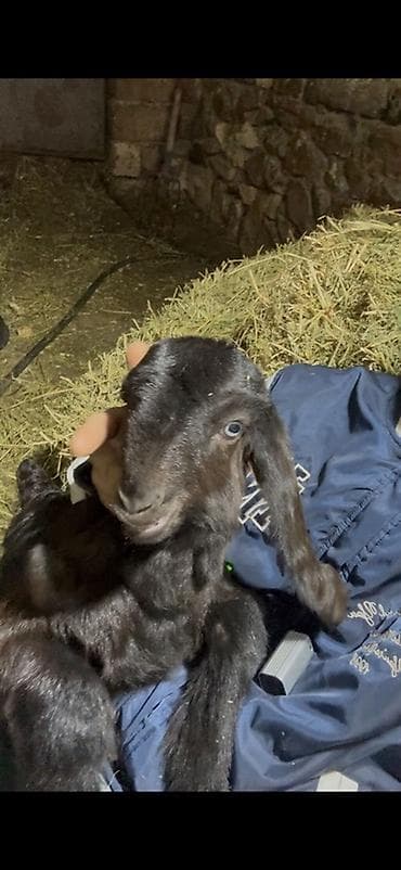 ev sicani: Erkək, Hələb, il: >10, Damazlıq, Ödənişli çatdırılma — 2