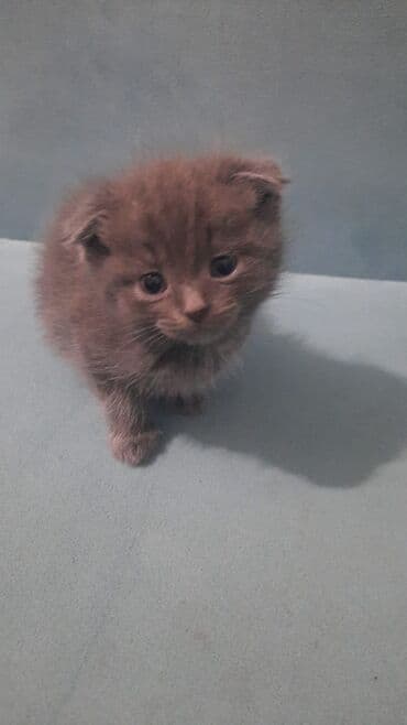 Fars, Erkək, Yaxşı əllərə, Ödənişli çatdırılma