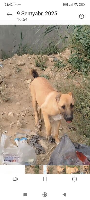 bakıda it satışı: 5 ay, Dişi — 1