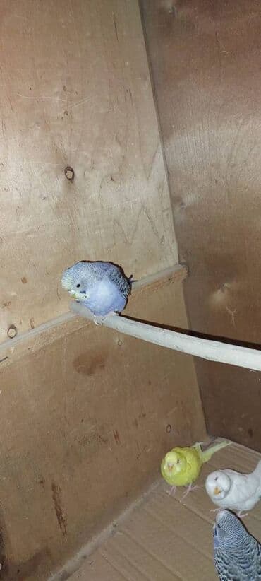 Akvarium aksessuar və ləvazimatları: Tutuquşular Gəncə şəhərindədi, öz quşlarımın balalarıdı. tək tək 10 — 1