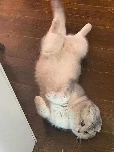 pisik balalari: Şotland — 1