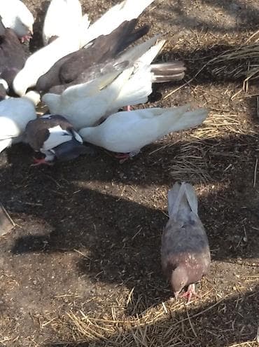 cex quşlar: Salam Göyərçinlər Kom satılır,tək tək fərqli olacaq qiyməti. Yarisi — 10