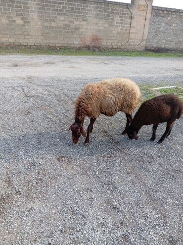 Kəsici disklər: Qoyun-quzu cütlüyü - Cins: yerli qırmızı rəngli, uzunqulaq ana qoyun — 4