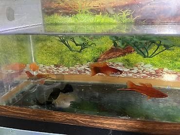 Balıqlar: Meçenos balığı, Sülhsevər — 6