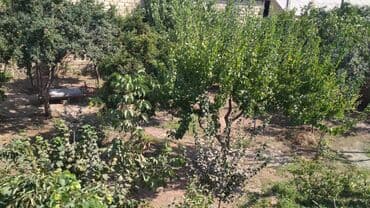 findiq agaci satilir: 3 sot, Tikinti, Mülkiyyətçi, Kupça (Çıxarış) — 7