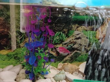 Lincoln: Tam komplekt akvarium seti - Şüşə akvarium, üst qapaqlı - Daxili — 2