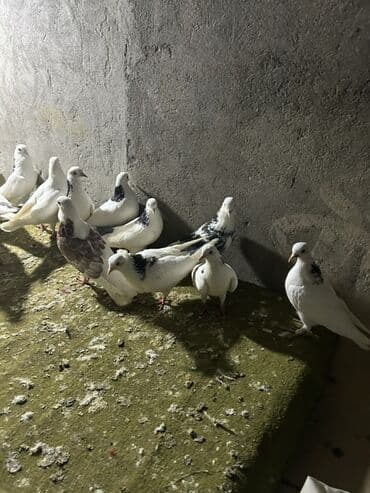 drakon goyərcin: Kom 12 manatdan tek tek ferqldi — 1