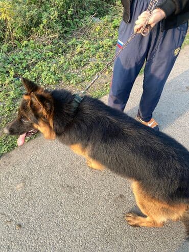 alman coban iti qiymeti: Alman çoban iti, 1 il, Erkek, Peyvəndli, Ünvandan götürmə — 2