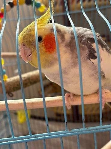 tetra quşu: KORELLApapuqay (cockatiel) – sarı tüklü haşiyə, yanaqlarda narıncı — 4