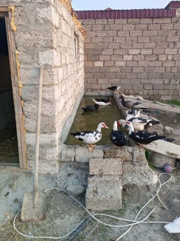 ördək balası satışı: Musk ördəkləri – rəngli (qara-ağ) lələklər, iri bədən quruluşu, sakit — 5