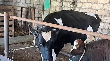 yerli inəklər: Birinci qarına 8 aylıq boğazdı Təmiz qan ivanovka sortudu Anası — 8