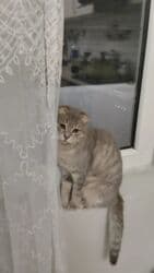 вислоухий шотландец котенок: Шотландская, Самка, В добрые руки, Платная доставка — 4