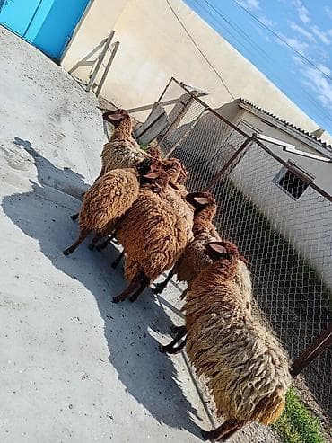 boz kurt sekilleri: Dişi, Qala, il: 1, 50 kq, Damazlıq, Ünvandan götürmə — 5