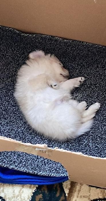 balaca it adlari: Sevimli balaca it balası – açıq krem/ağ rəngli, yumşaq uzun tüklü — 3