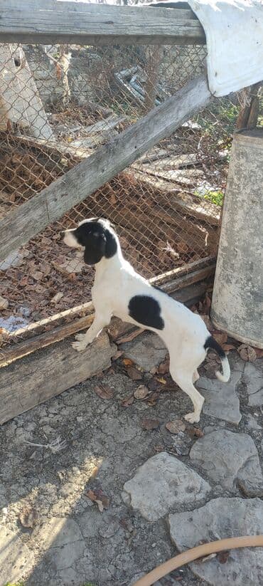 itlerin telimi: 6 ay, Dişi — 1