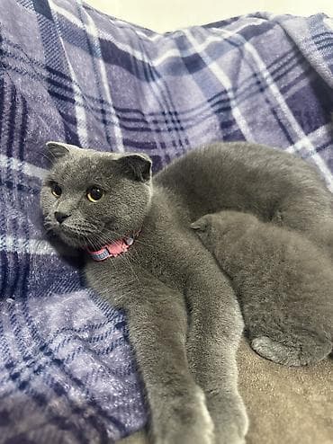 pişik adlari: Şotland, Dişi, Ünvandan götürmə — 2