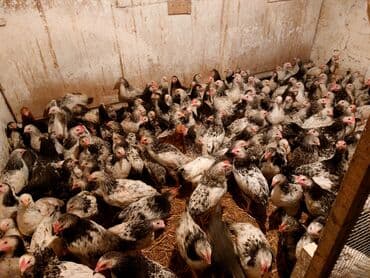 it bazari bakida: Toyuq cücələri, Ətlik — 3