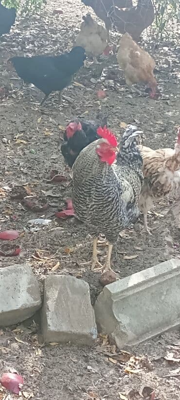 xoruzun nece rengi var: Xoruz, il: 1, Ödənişli çatdırılma — 1