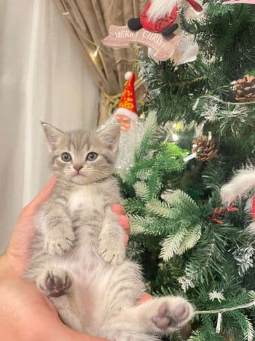 питомники кошек в баку: Britan, Erkək, Yaxşı əllərə, Ünvandan götürmə, Ödənişli çatdırılma, Rayonlara çatdırılma — 1