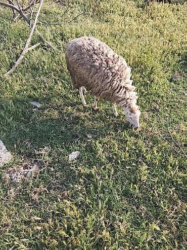 Cavan qoyundu beylaqan sortudu
