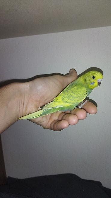 xaski it adlari: Il — 6