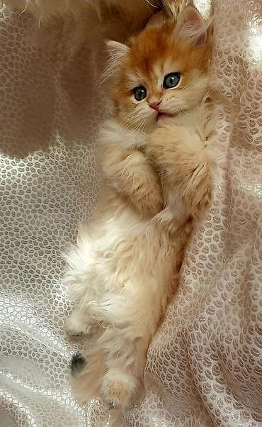 sfinks pişik: Britan — 3