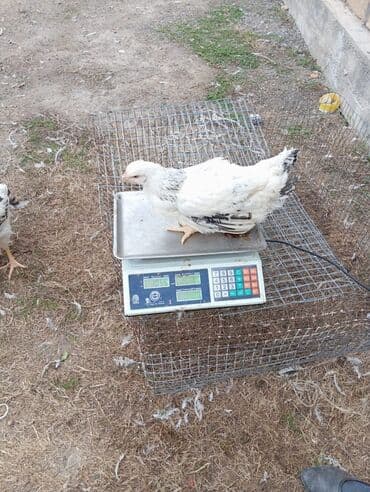 Kənd təsərrüfatı quşları: Cins toyuqlar – ətlik-yumurta istiqaməti - Rəng: ağ lələklər üzərində — 2