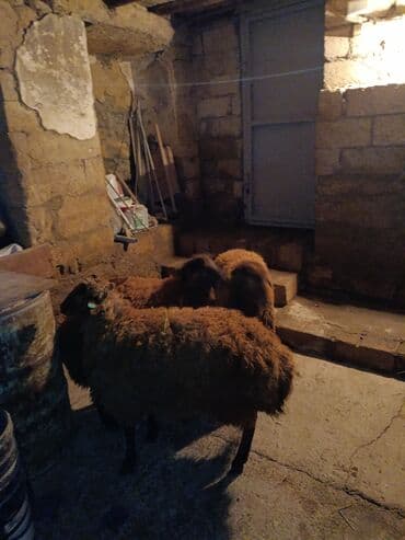 sort qoyunlar: Dişi, il: 1, 40 kq, Ətlik, Ünvandan götürmə — 3