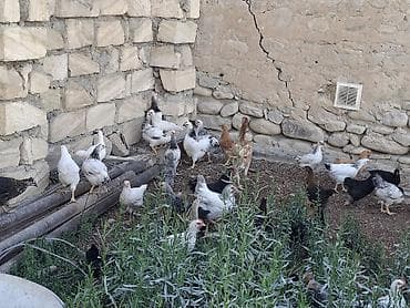 Toyuqlar: Məhsul: Ev şəraitində bəslənmiş toyuqlar (qarışıq rəng və cinslər) — 2