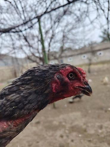 Akvariumlar: Toyuq, Damazlıq — 4