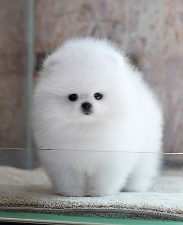 rottweiler satış: Şpitz, 2 ay, Sənədli — 1